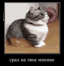 a gray and white cat is sitting on a wooden floor