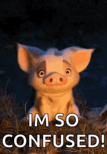 Confused Pig GIF - Confused Pig GIFs