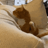 Orange Ginger GIF - Orange Ginger Cat GIFs