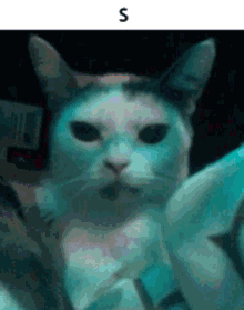 Calico Cat GIF - Calico Cat Cookie GIFs