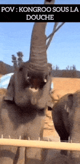 a baby elephant is standing in front of a fence with its mouth open and the caption kongroo sous la douche