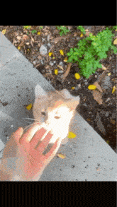 a person petting a cat on a sidewalk with leaves in the background