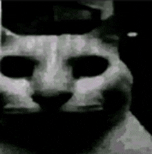 Darkcat GIF - Darkcat GIFs