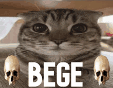Bege Qcat GIF - Bege Qcat Begeq GIFs