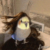 a parrot with a wig on its head is sitting on a woman 's head
