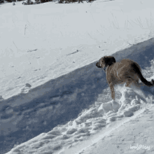 Puppy Facepalm GIF - Puppy Facepalm Oops GIFs
