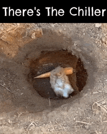 Bunny Chiller GIF - Bunny Chiller Theres The Chiller GIFs