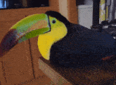 Toucan Bird GIF