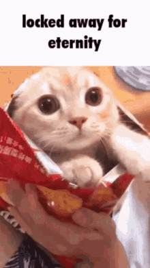 Chips Cat GIF - Chips Cat Sealed Away GIFs