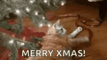 Merry Christmas Cat GIF - Merry Christmas Cat GIFs