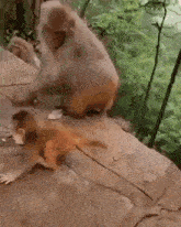 Monkey Push GIF - Monkey Push Hug GIFs
