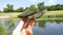 Mississippi Map Turtle Graptemys GIF - Mississippi Map Turtle Graptemys Map Turtle GIFs