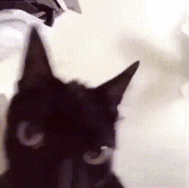 Cat Shaking GIFs