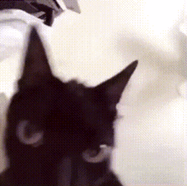 cats beluga Memes & GIFs - Imgflip