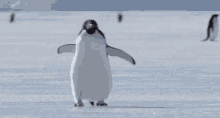 penguin walk