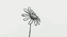 Flower Grunge GIF - Flower Grunge Daisy GIFs