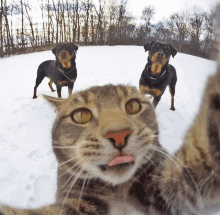 Happy Selfy GIF - Happy Selfy GIFs