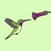 Hummingbird Springhum GIF - Hummingbird Springhum GIFs