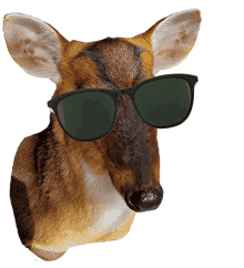 cool deer deer sunglasses groovy