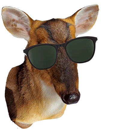 Cool Deer Deer Sticker - Cool Deer Deer Sunglasses Stickers