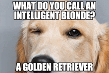 a golden retriever with a joke on it that says what do you call an intelligent blonde ? a golden retriever