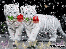 two white tigers