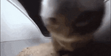 a close up of a cat 's nose with a blurred background .