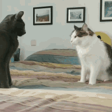 Funny Cats Dont Give Up GIF - Funny Cats Dont Give Up Cats GIFs