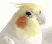 Bird Cute GIF - Bird Cute Adorable GIFs