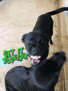 Dog Fighting GIF - Dog Fighting Get It Together GIFs