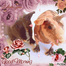 Guinea Pig Morning GIF - Guinea Pig Morning Good Morning GIFs