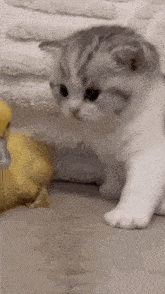 Kitten Duck GIF - Kitten Duck GIFs