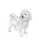 Maltese Dog Sticker Sticker - Maltese Dog Sticker Crazychiartist Stickers