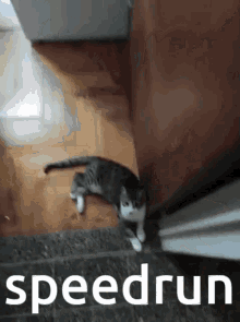 Speedrun Cat GIF - Speedrun Cat Meme GIFs
