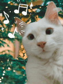 котики GIF - котики GIFs