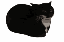 Spinning Cat Black Cat GIF - Spinning Cat Black Cat High Cat GIFs