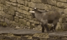Goat Excited GIF - Goat Excited Happy GIFs