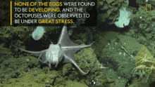 Stressed Octopus World Octopus Day GIF