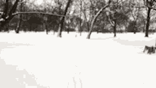 Snowball Samoyed GIF