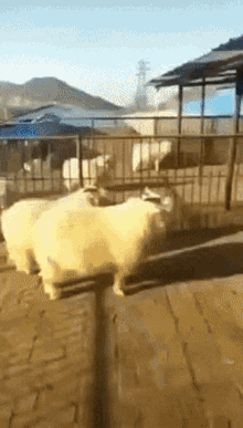 Sheep Kick Trick GIF - Sheep Kick Trick Bump GIFs