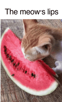 Meowslips Themeowslips GIF - Meowslips Themeowslips Melon Cat GIFs