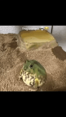 a frog is sitting on top of a pile of dirt next to a rock .