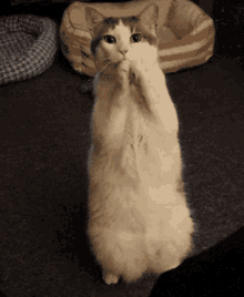 Please Pretty GIF - Please Pretty Cat GIFs