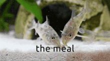 Catfish Corydoras GIF - Catfish Corydoras The Meal GIFs