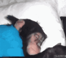 Monkey Sleeping GIF - Monkey Sleeping Sleepy GIFs