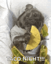 a dog wearing a shirt that says taco on it is eating a taco