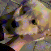 a person is holding a small dog in their hands and it is looking at the camera .