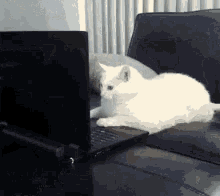 a white cat is laying on top of a black laptop