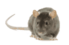 running rat