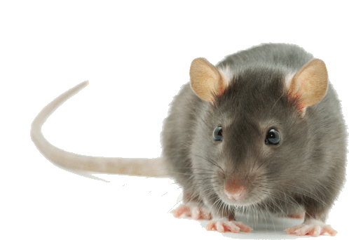 Running Rat Sticker - Running Rat Stickers